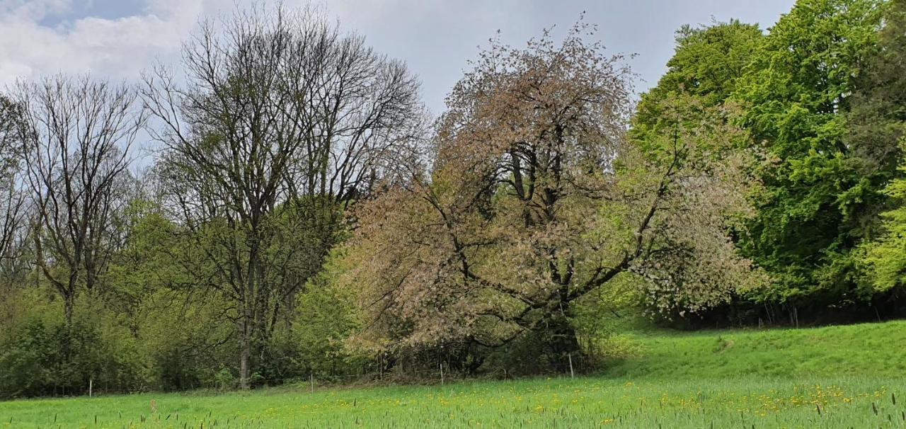 Appartamento Zum Elleblick Frauenstein  Esterno foto