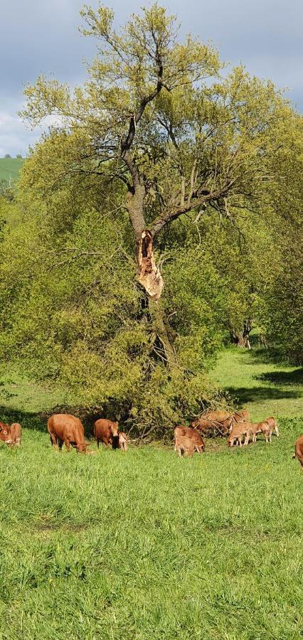 Appartamento Zum Elleblick Frauenstein  Esterno foto